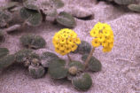 Coastal sand verbena