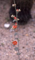 Desert globemallow