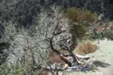 Manzanita