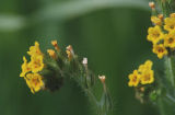 Common fiddleneck