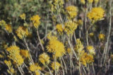 Rubber rabbitbrush