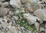 Tolmie's saxifrage