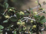 Mountain mahogany