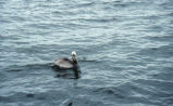 Brown pelican