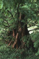 Dawn redwood