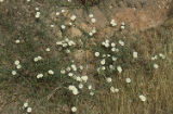 Island false bindweed