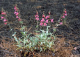 Sunset Crater beardtongue