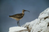 Bristle-thighed curlew