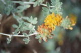 Silver bird's-foot trefoil