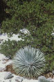 Bigberry manzanita and chaparral yucca