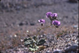 Calthaleaf phacelia