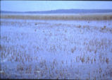 Eurasian watermilfoil