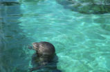 Hawaiian monk seal