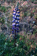 Sky lupine