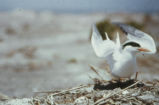 Royal tern on nest