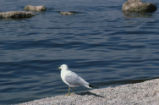 Ring-billed gull