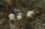 Eastern Mojave buckwheat