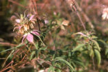 Spotted beebalm
