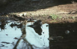 Cooper's hawk