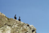 Pigeon guillemots