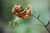 Humboldt's lily