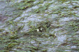 Eelgrass