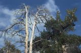 Lodgepole pine