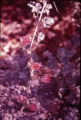 Desert globemallow