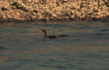 Pelagic cormorant