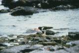 American oystercatcher