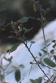 California buckthorn