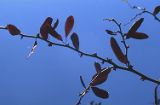 California redbud