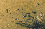 Treefrog tadpoles