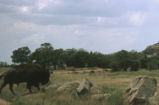 American bison