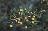 California buckthorn
