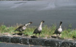 Hawaiian geese