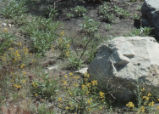 Chia and widethroat yellow monkeyflower