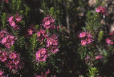 Purple mountainheath