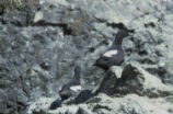 Pigeon guillemots