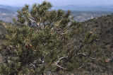 Singleleaf pinyon