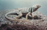 Collared lizard