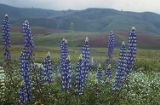 Lupine