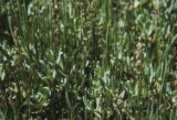 Slender arrowgrass and marsh jaumea