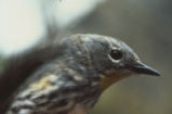 Audubon's warbler