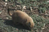 Prairie dog