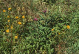 New York ironweed and beggarticks