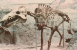 Archaeotherium