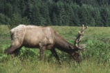 Elk