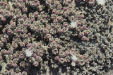Common iceplant