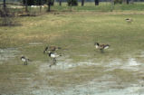 Canada and barnacle geese